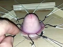 Extreme cock torture with fishhooks part 1